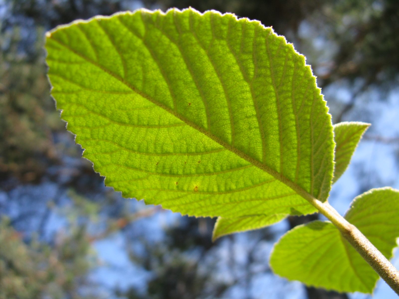 Viburnum lantana / Viburno lantana